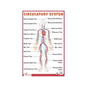 Biology chart human circulatory system, Educational Circulatory system for childrens