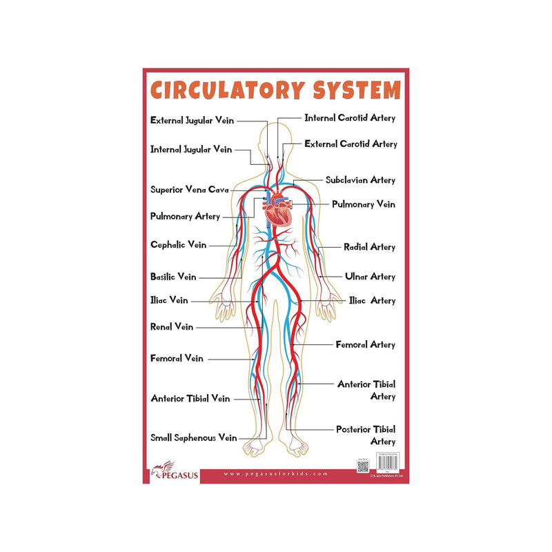 Biology chart human circulatory system, Educational Circulatory system for childrens