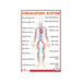 Biology chart human circulatory system, Educational Circulatory system for childrens