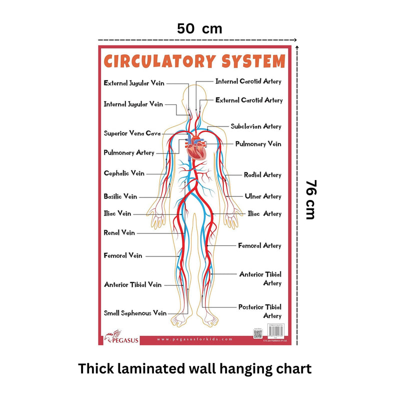 Circulatory System - Thick Laminated Primary Chart