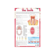 The Teeth chart's for children's, Early Learning Laminated The Teeth chart