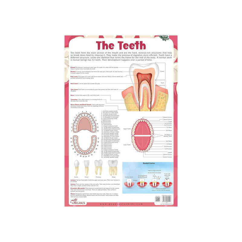 The Teeth chart's for children's, Early Learning Laminated The Teeth chart