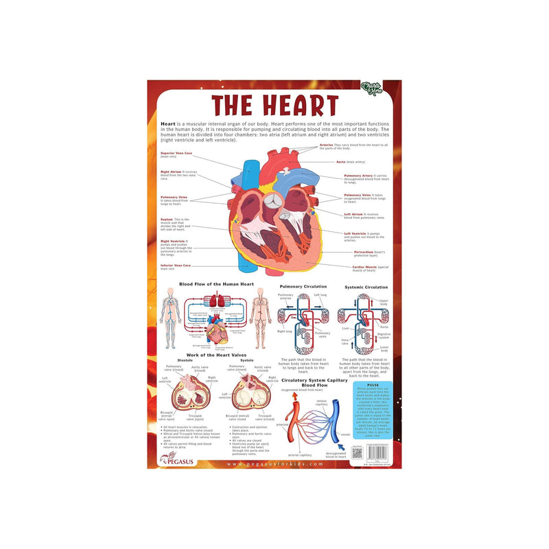 Laminated The Heart chart for childrens, Educational The Heart Primary charts