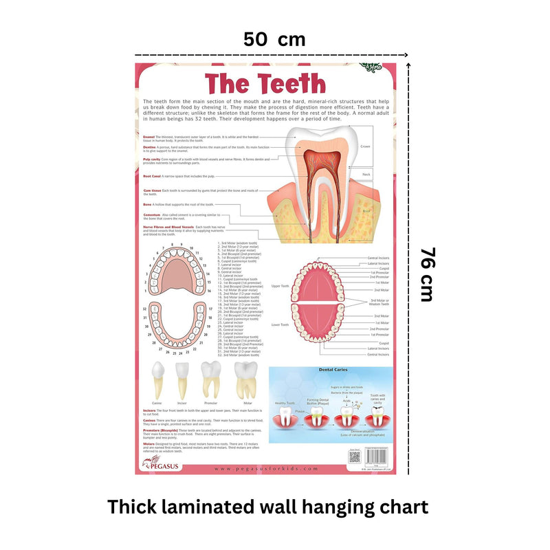 The Teeth - Thick Laminated Chart
